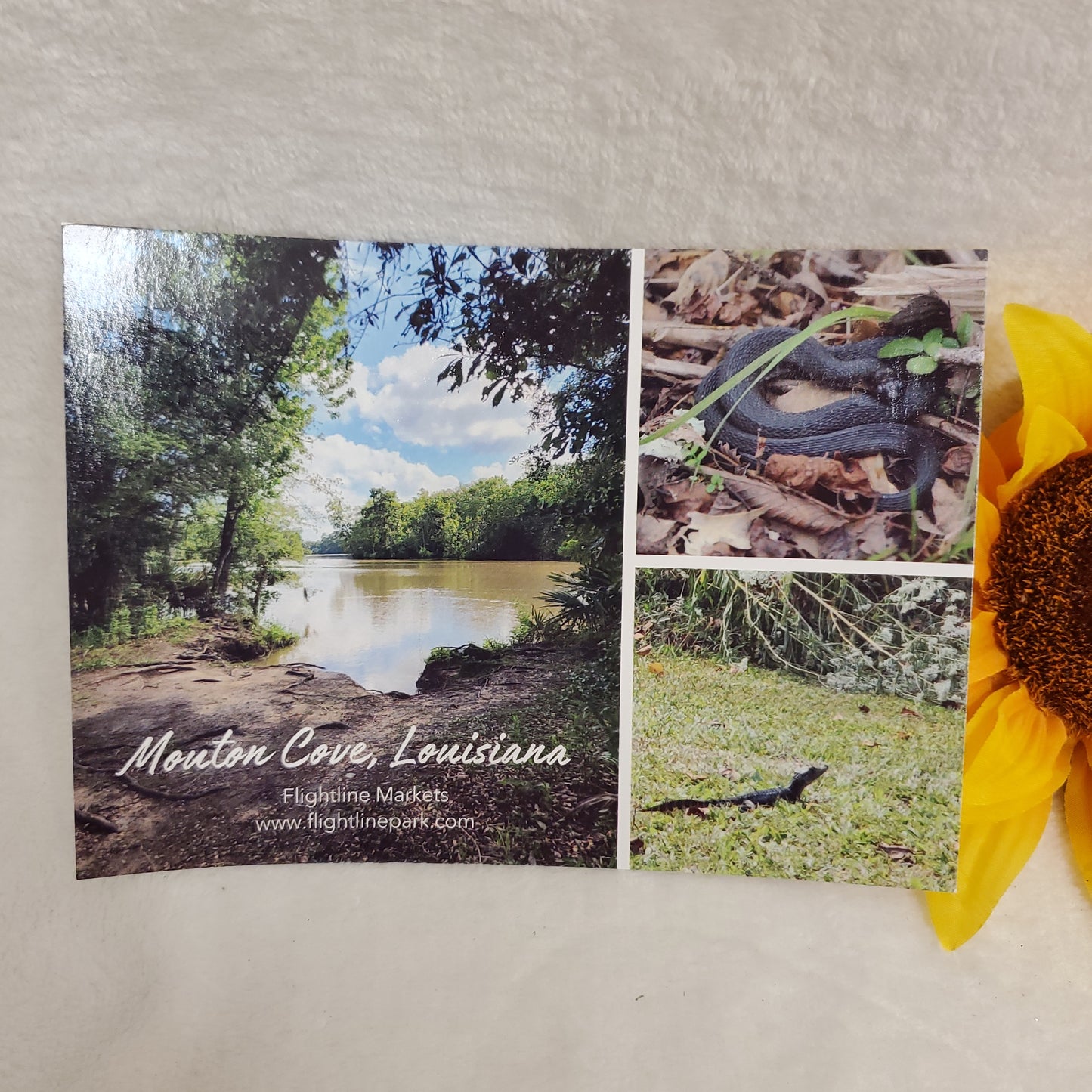 5 x 7 Postcards
