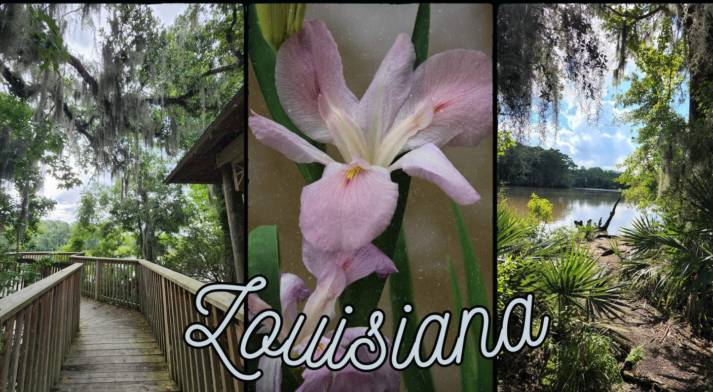 Louisiana Frosted Tumbler
