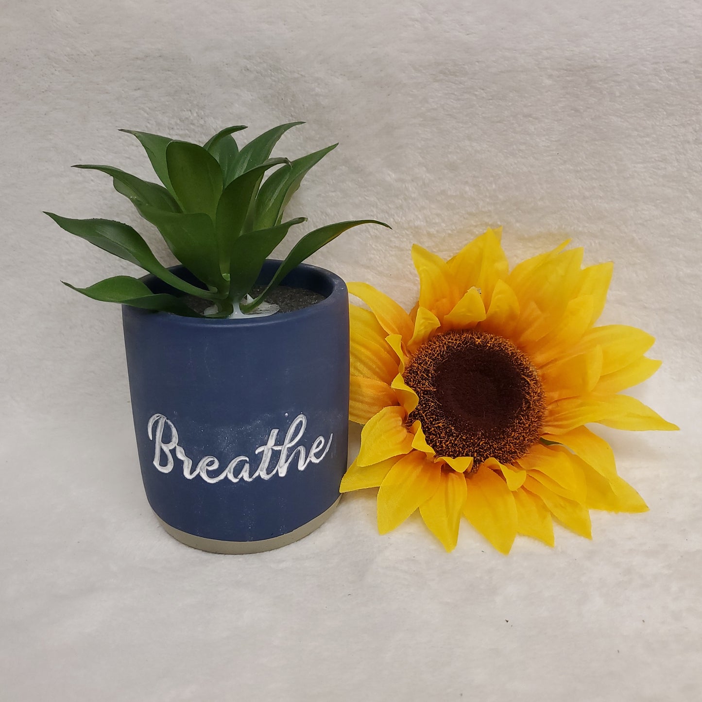 Blue Breathe Plant